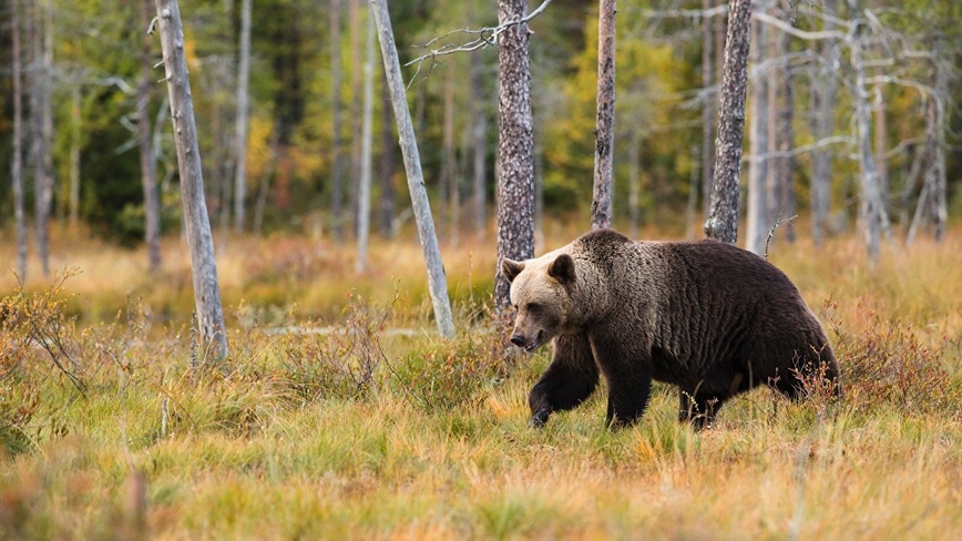 Изображение Фото: 1zoom.ru 